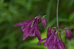 European columbine